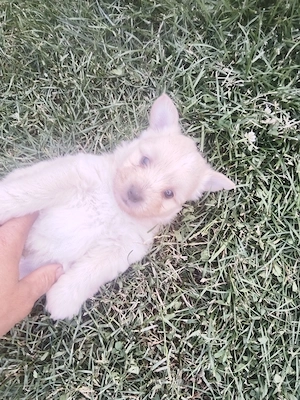 Bichon crem și unul negru  - imagine 3