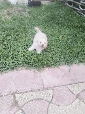 Bichon crem și unul negru  - imagine 2