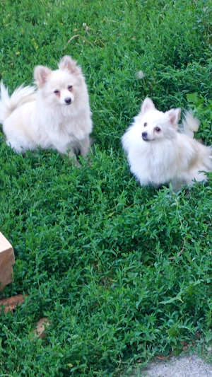 vand doua femele de pomeranian spitz - imagine 3