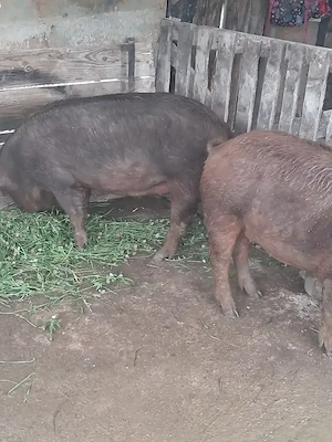 porci de vanzare 
