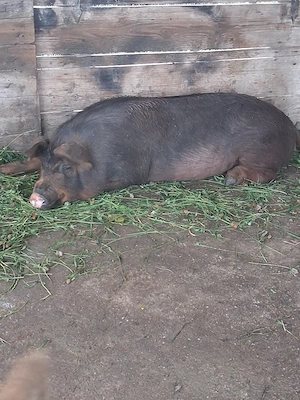 porci de vanzare  - imagine 3