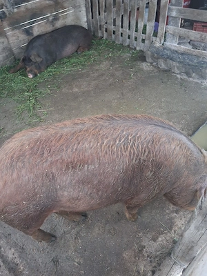 porci de vanzare  - imagine 4