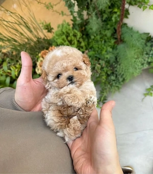 Maltipoo mini Sub 2 kg ca si adult ! Exemplare deosebite !  - imagine 4