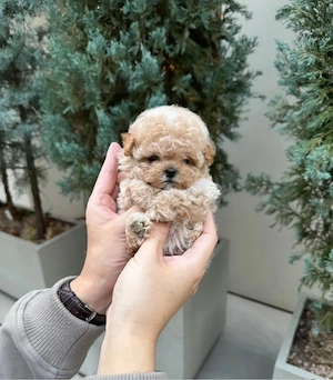 Maltipoo mini Sub 2 kg ca si adult ! Exemplare deosebite !  - imagine 3
