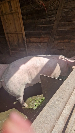 Porc soldan aprox 130kg! - imagine 2