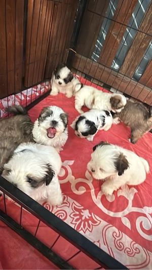 Puiuți Shih-Tzu