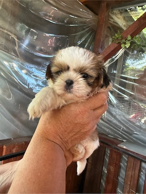 Puiuți Shih-Tzu - imagine 2