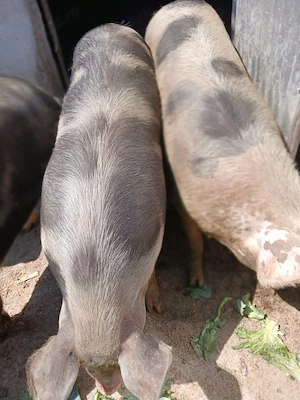 Vând porc crescut natural 