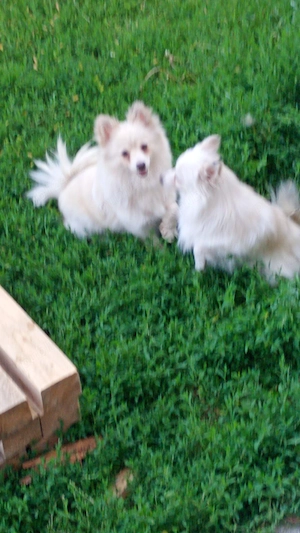 vand doua femele de pomeranian spitz - imagine 5