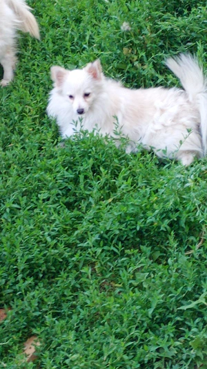 vand doua femele de pomeranian spitz - imagine 6
