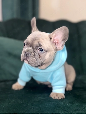 Bulldog francez 