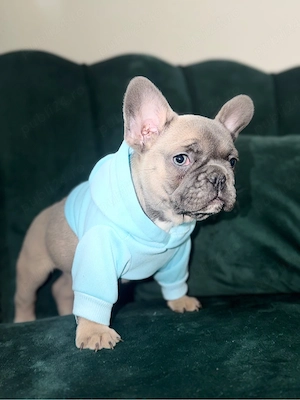 Bulldog francez  - imagine 3