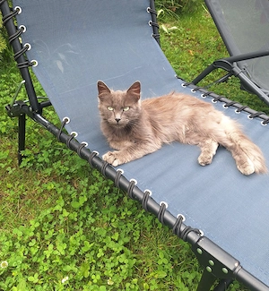 Vînd motan rasa Nebelung 