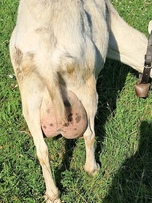 Capre bune de lapte 