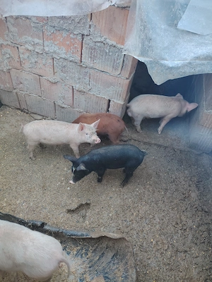 Purcei de 6 saptamni