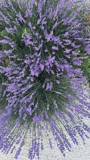Vand lavanda 