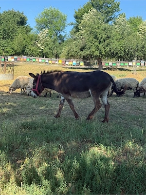 măgar de vanzare