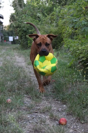 Adopție câine talie mare - imagine 2