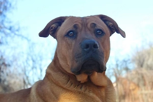 Adopție câine talie mare