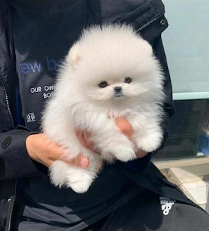 Pomeranian mini toy