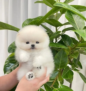Pomeranian mini toy - imagine 2