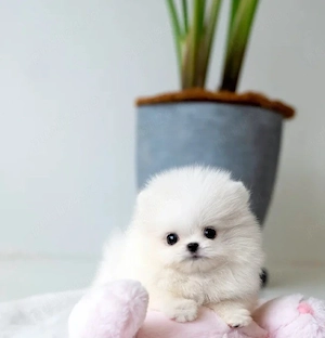 Pomeranian mini toy
