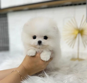 Pomeranian mini toy - imagine 2