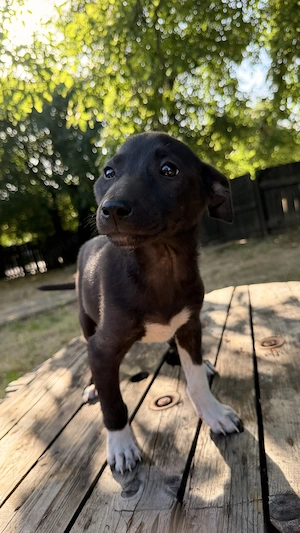 Adopta un puiuț - imagine 4