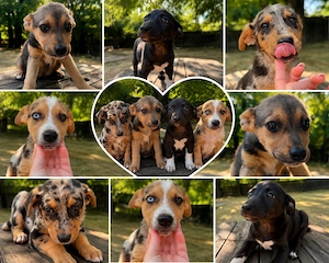 Adopta un puiuț