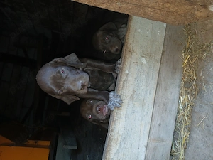 Vand catei vizsla maghiara cu brac german  - imagine 2