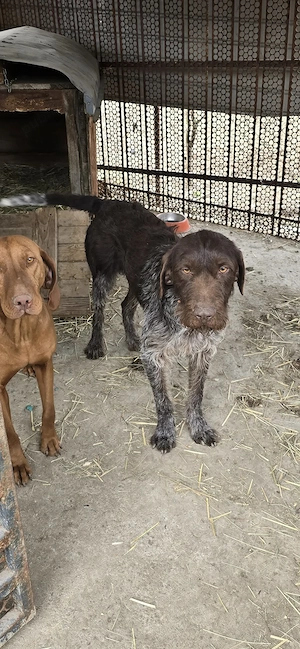 Vand catei vizsla maghiara cu brac german  - imagine 3