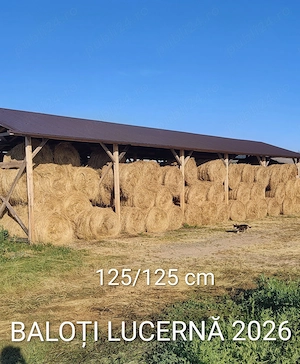 Baloti rotunzi lucernă 2026