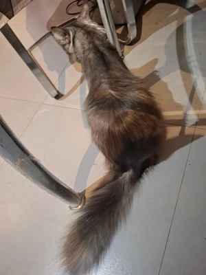 Vand fetita Maine Coon - imagine 3