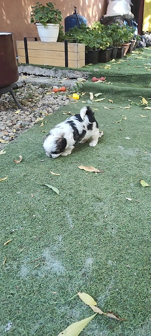 Puiuți superbi de Shih tzu in căutare de stăpâni responsabili - imagine 5