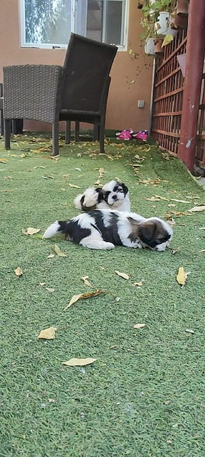 Puiuți superbi de Shih tzu in căutare de stăpâni responsabili - imagine 3