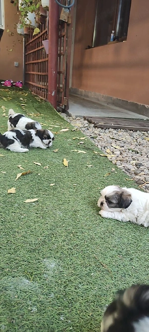 Puiuți superbi de Shih tzu in căutare de stăpâni responsabili - imagine 4