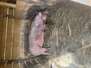 Vând scroafa Duroc x Petrean 
