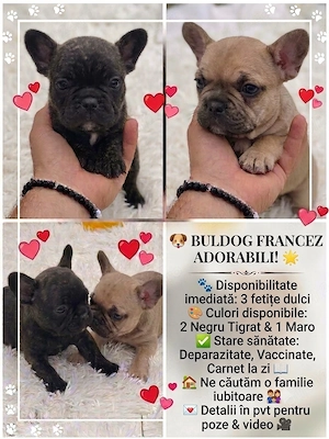 Bulldog francez adorabil ! 