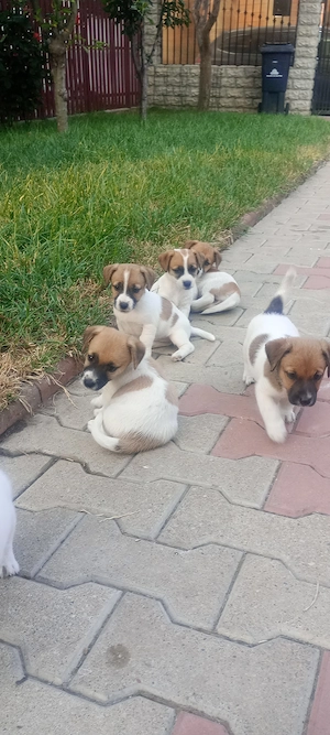 Jack Russel. FOCȘANI  - imagine 2