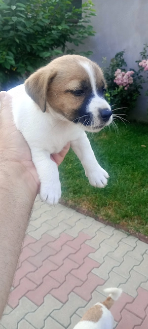 Jack Russel. FOCȘANI  - imagine 3