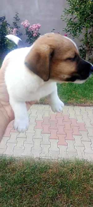 Jack Russel. FOCȘANI  - imagine 5