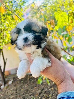 bichon havanez fetita  - imagine 3