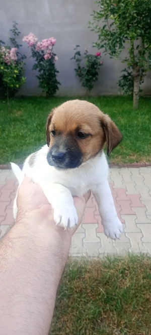 Jack Russel. FOCȘANI 