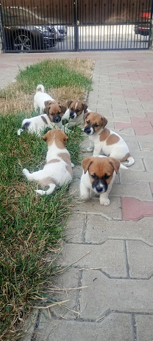 Jack Russel. FOCȘANI  - imagine 4