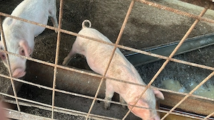 Vând purcei de 8 săptămâni sănătoși mănâncă foarte bine chiar și uscat rasă marele alb 