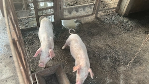 Vând purcei de 9 săptămâni sănătoși mănâncă foarte bine chiar și uscat rasă marele alb  - imagine 3