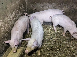 Vand 4 șoldani au aproximativ 30-35 kg