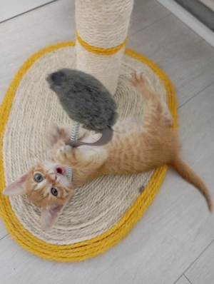 Pisica orfana spre adopție
