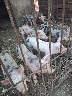 purcei de 6 săptămânii intarcati