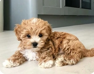 Maltipoo pudel
